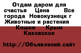 Отдам даром для счастья. › Цена ­ 1 - Все города, Новокузнецк г. Животные и растения » Кошки   . Крым,Каховское